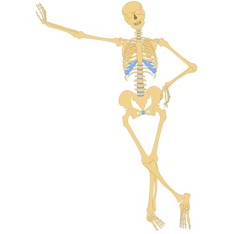 Standing Skeleton Vector Image Free Svg