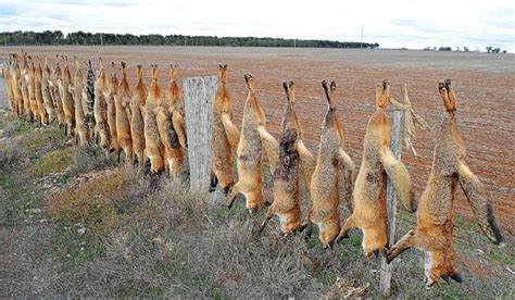 Here are all the possible meanings and translations of the word feral cat. Fox and cat cull in Australia | Natural History