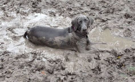 Ten Dogs Covered In Mud Who Will Be Having A Bath When They Get Home