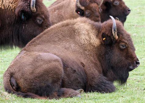 American Bison Buffalo 0009 Photograph By S And S Photo Fine Art