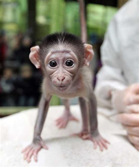 Adorable Monkey Babies Youll Fall In Love With Nature Babamail