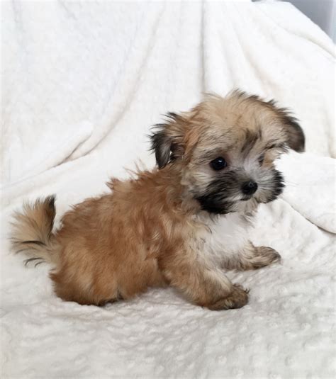 Tcup Morkie Puppy For sale california - iHeartTeacups