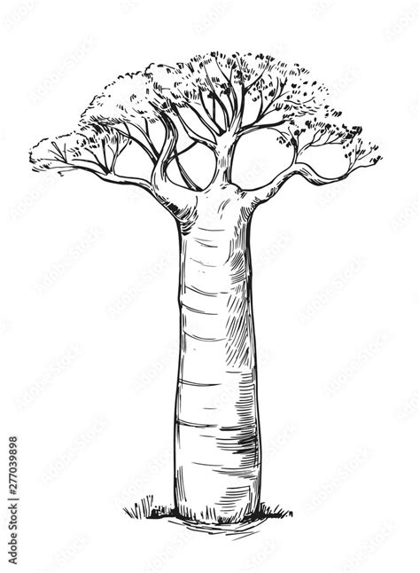 Baobab Tree Sketch Hand Drawn Illustration Converted To Vector Stock