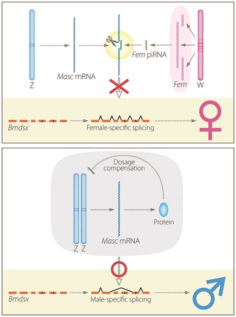 Single Female Specific Pirna Is Primary Determiner Of Sex In Silkworm