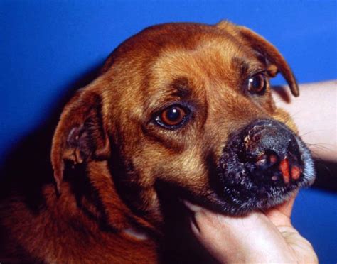 Causes Of Dog Skin Sores And Lesions Pictures And Treatment Tips
