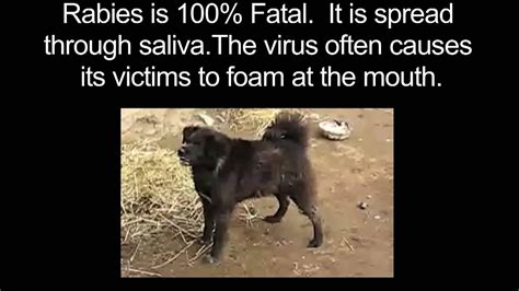 To spew saliva as foam. Rabies - spread through saliva - YouTube