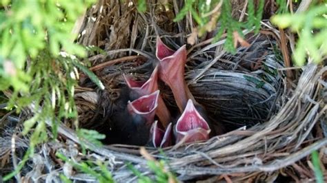 How Do Baby Birds Die In Nests Quora