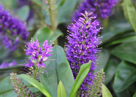Tall border plants add height in early summer as other perennials grow up around them. Getting Your Garden Ready for Winter - The Turtle Mat Blog ...