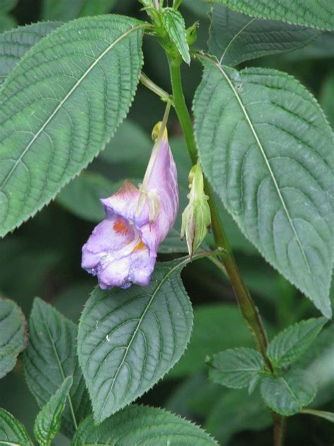 In some plants, it is also thought to protect leaves from ultraviolet radiation. What Is Impatiens Arguta - Tips For Growing Upright ...