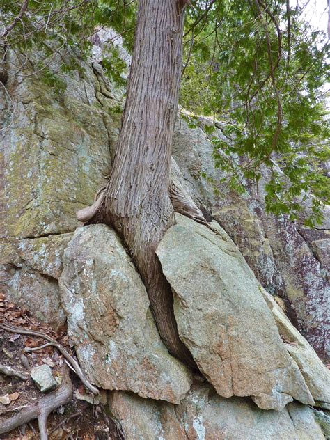 Slowly Splitting The Rock Tree The Rock Nature