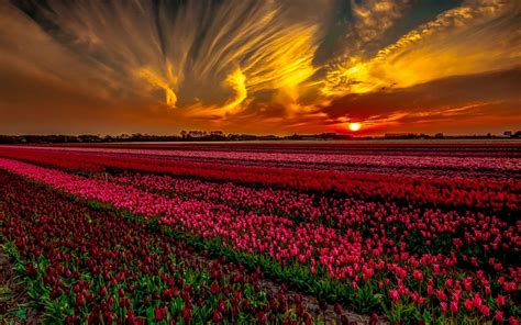 Tulips Field At Sunset Wallpapers Wallpaper Cave