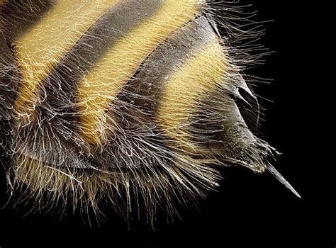 Image Bee Stinger © Photo Quest Ltdscience Photo Librarycorbis