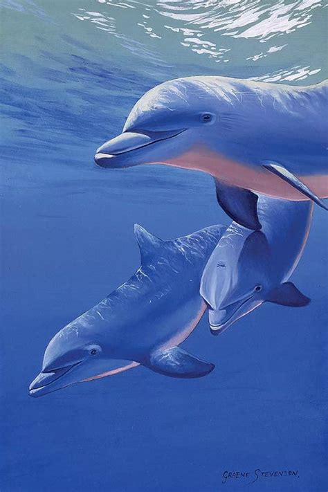 Dolphin Smile Canvas Print By Graeme Stevenson Icanvas