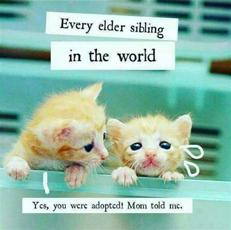 I have a wonderful shelter, which is my family. So true! | Siblings funny quotes, Fun quotes funny, Sisters funny