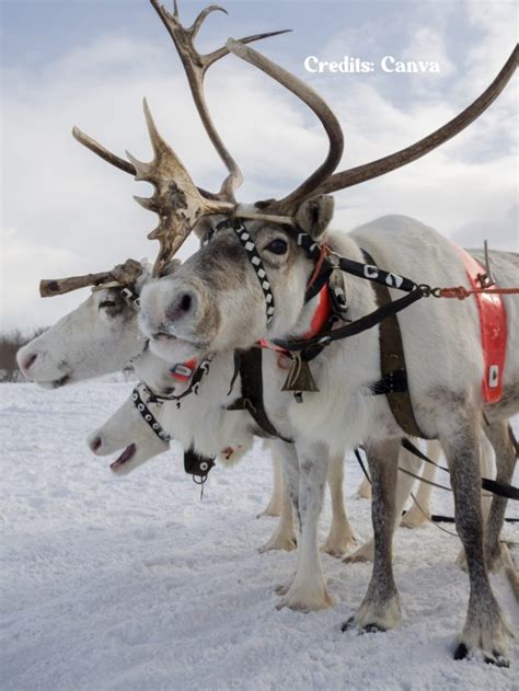 8 Things You Need To Know About Christmas In Lapland Finland