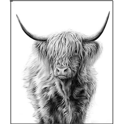 Highland Cow Drawing Step By Step
