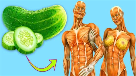 We all understand the importance of eating the right type of foods to feel better, stay healthy, and have fewer diseases. Amazing Health Benefits Of Eating A Cucumber Every Day For ...