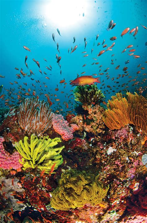 Diving The Philippines Seas Of Plenty Sport Diver Ocean Life Sea