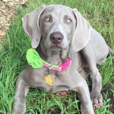 Our weimaraner puppies are fully guaranteed. The Best Weimaraner and Vizsla Puppies | White River Kennels