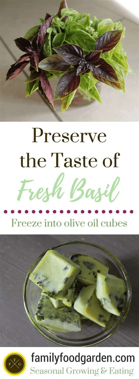 Spoon the puree into ice cube trays to freeze. How to Freeze Basil | Family Food Garden