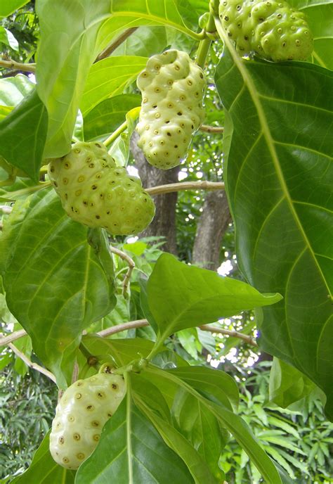 Filenoni Fruit Morinda Citrifolia