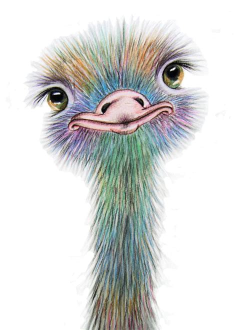 Ostrich Art Signed Print From An Original Watercolour Painting By
