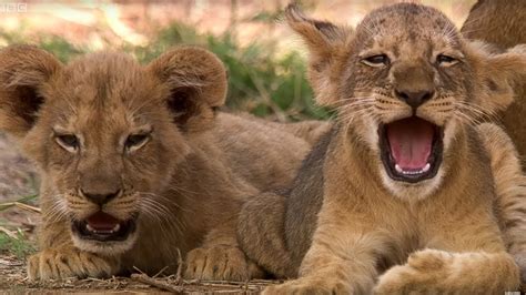 Cutest 6 Week Old Lion Cub This Wild Life Bbc Earth Youtube
