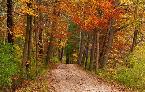 Path In A Fall Woods Photograph By Kenneth Sponsler