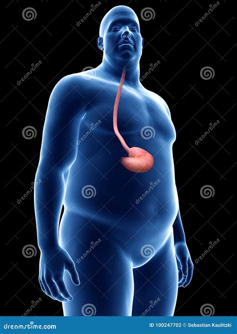 An Obese Guys Stomach Stock Illustration Illustration Of Blue 100247702