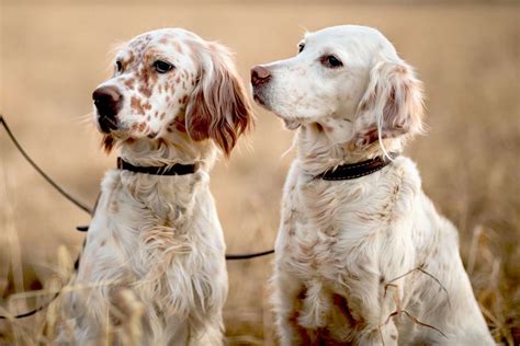 English Setter Dog Breed Information And Characteristics Daily Paws