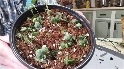 Make your string of hearts houseplant more full! Propagation String Of Hearts/ Making my pot fuller - YouTube