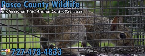 24/7*, with no callout charges. Wild Animal Control Pasco County FL Wildlife Pest Critter ...