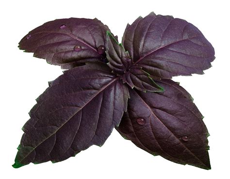Seeds For Purple Basil Seeds For Purple Tulsi Herb