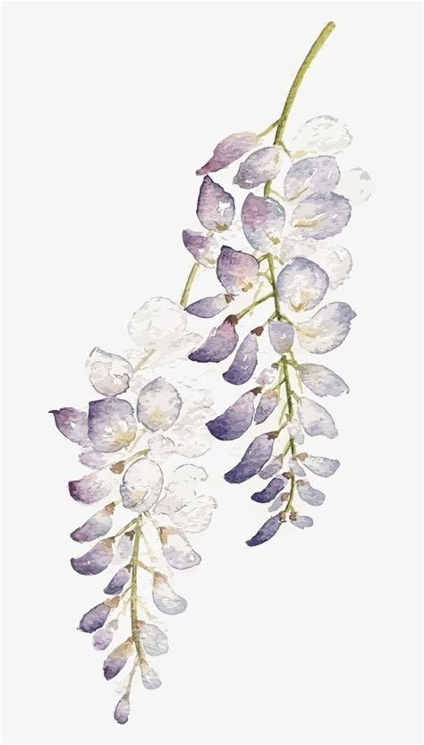 Wisteria Flower Png Watercolor Purple Flowers Png Transparent Png
