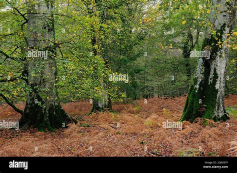 Bolderwood Ornamental Drive New Forest National Park Hampshire Uk