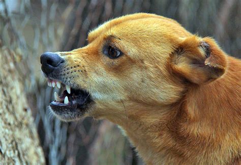 Rabia En Perros Síntomas Y Prevención