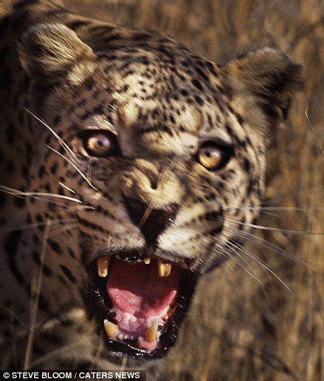 If it's not yours, don't use imgur. Gotcha! Terrifying shot of leopard captured mid pounce ...