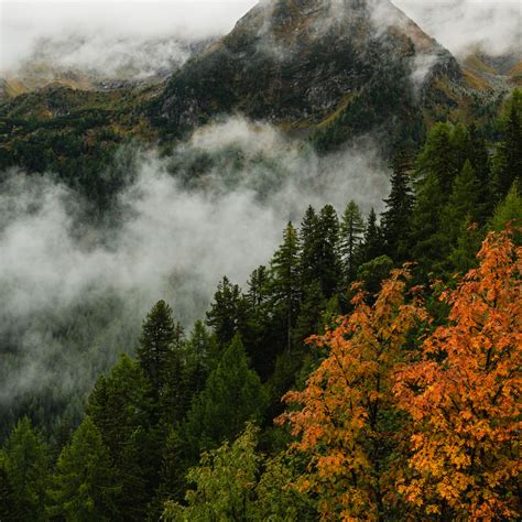 Download Wallpaper 2780x2780 Mountain Forest Trees Fog Autumn