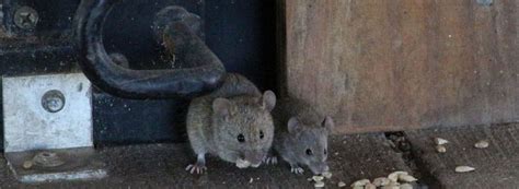 In the walls, in the ceiling, down the halls, you hear some squealing! Scratching In Walls And Ceiling At Night | Nakedsnakepress.com