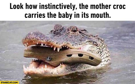 Look How Instinctively The Mother Croc Carries The Baby In Its Mouth