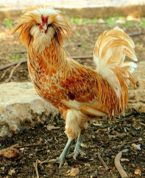 Buff Laced Polish Rooster Polish Chickens Breed Polish Chicken Chicken Breeds