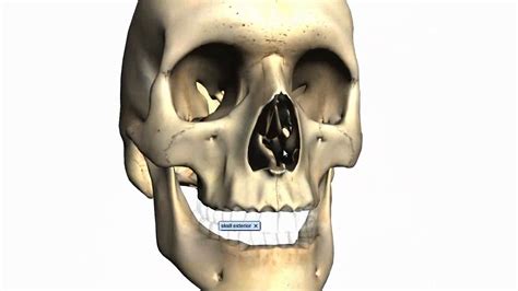 They don't move and united into a single unit. Skull tutorial (2) - Bones of the facial skeleton ...