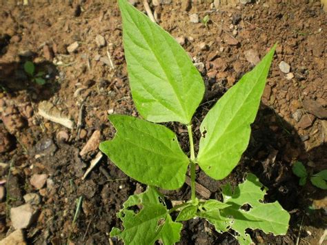 These were the first leaves to appear, so are now the first leaves to die. Green Jean: bugs!