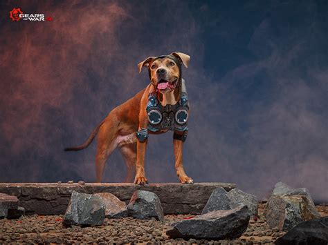 Xbox Put Dogs In Pubg Halo And Gears Of War Cosplay Gamespot