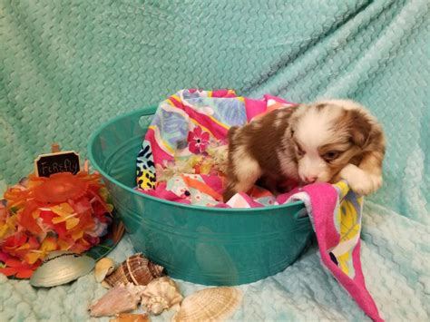 Shamrock Rose Aussies ﻿ Exciting News 2 Litters Welcome To