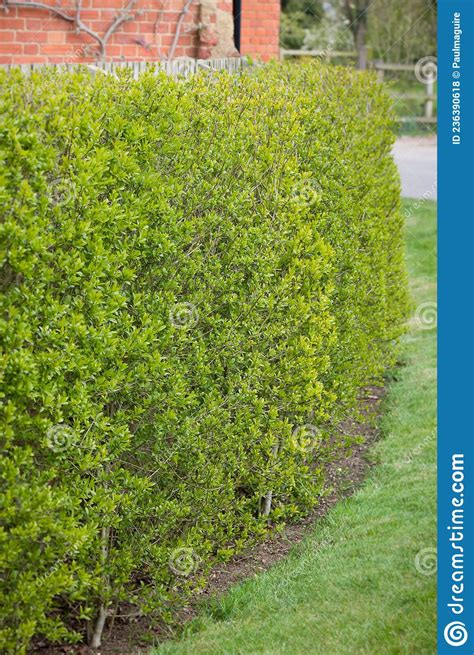 Close Up Of Wild Privet Garden Hedge Outside House Uk Stock Photo