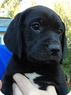 Richmond education & adoption centre. Richmond, VA - Beagle. Meet Jethro a Pet for Adoption.