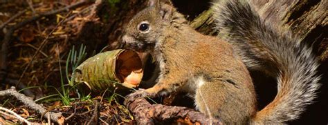 Wildfire Could Mean Extinction For Mount Graham Red Squirrels Arizona