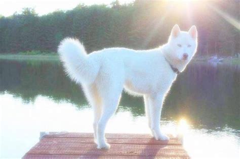 All White Siberian Husky Blue Eyes — Siberian Huskies White Siberian