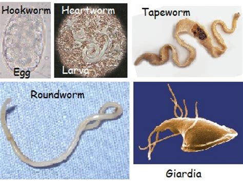 What Do Hookworms Look Like In Dog Poop